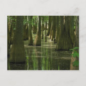 Carte postale Cypress Swamp (Devant)