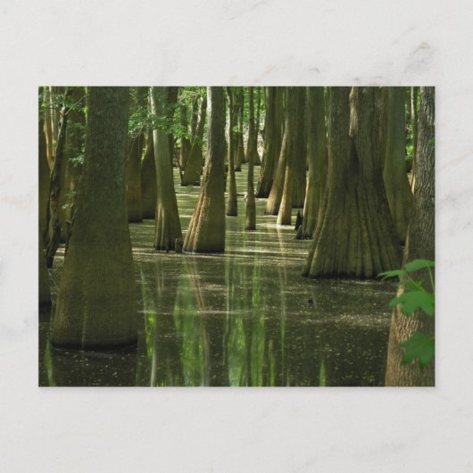 Carte postale Cypress Swamp (Devant)