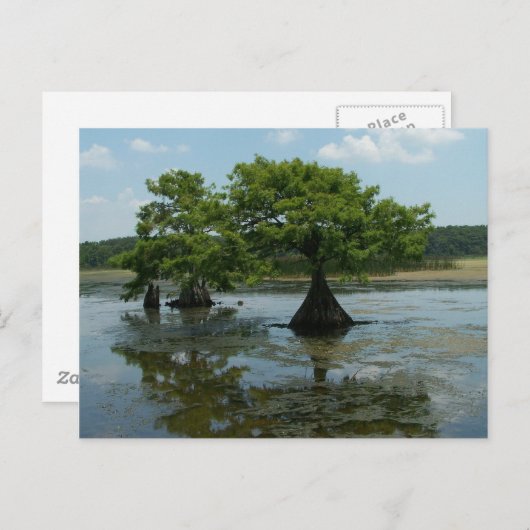 Carte Postale Cypress Trees (Devant / Derrière)