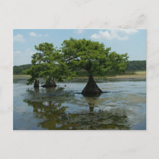Carte Postale Cypress Trees