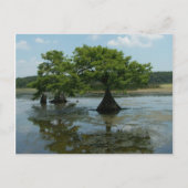 Carte Postale Cypress Trees (Devant)