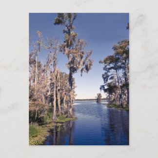 Carte Postale Cypress Trees