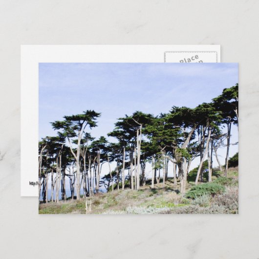 Carte Postale Cypress Trees à Sutro Park, San Francisco (Devant / Derrière)