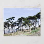Carte Postale Cypress Trees à Sutro Park, San Francisco (Devant)