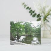 Carte Postale Cypress Trees au lac Reelfoot (Debout devant)