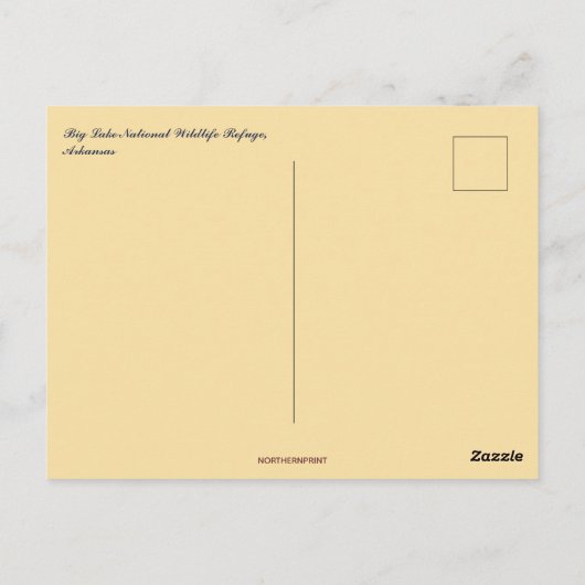 Carte Postale Cypress Trees dans Big Lake NWR Arkansas (Dos)