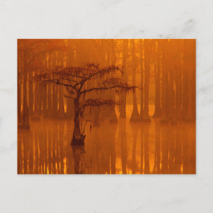 Carte Postale Cypress Trees Parc d'état George Smith