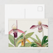 Carte Postale Cypripedium par Tanigami Konan (Devant / Derrière)