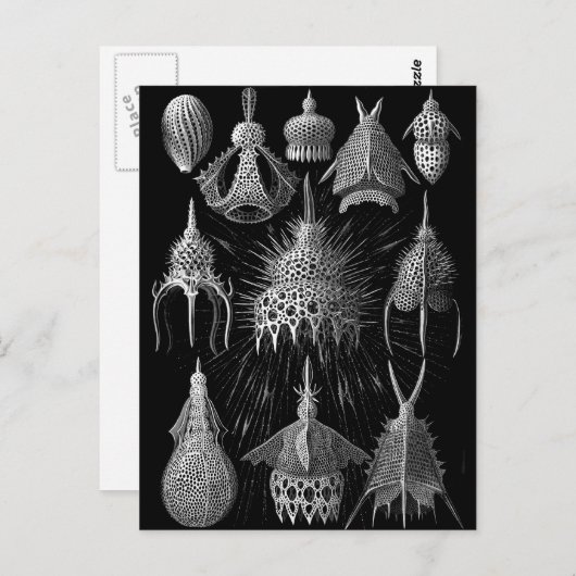 Carte Postale Cyrtoidée (Devant / Derrière)