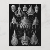 Carte Postale Cyrtoidée (Devant)