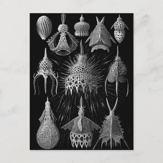 Carte Postale Cyrtoidée (Devant)