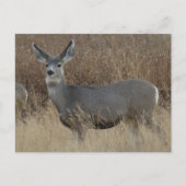 Carte Postale D14 Mule Deer Doe (Devant)
