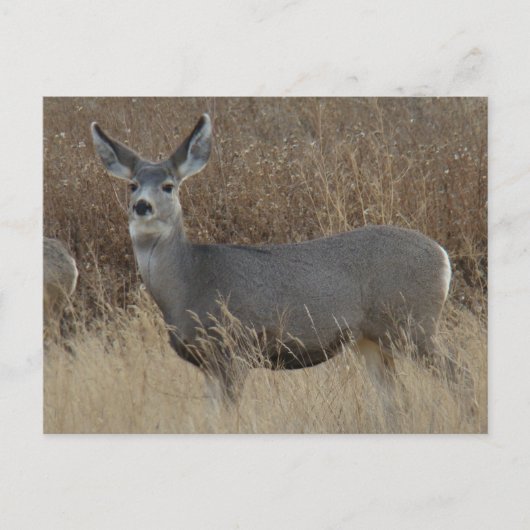 Carte Postale D14 Mule Deer Doe (Devant)