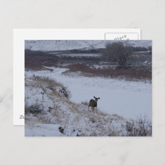 Carte Postale D16 Mule Deer Doe dans River Valley (Devant / Derrière)