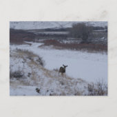 Carte Postale D16 Mule Deer Doe dans River Valley (Devant)