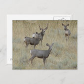 Carte Postale D18 Mule Deer (Devant / Derrière)