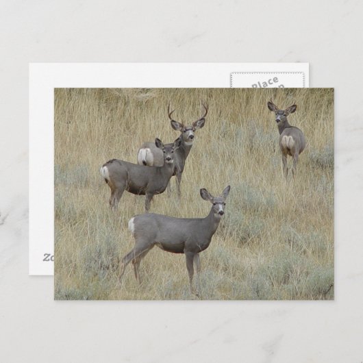 Carte Postale D18 Mule Deer (Devant / Derrière)