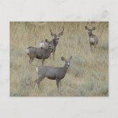 Carte Postale D18 Mule Deer (Devant)