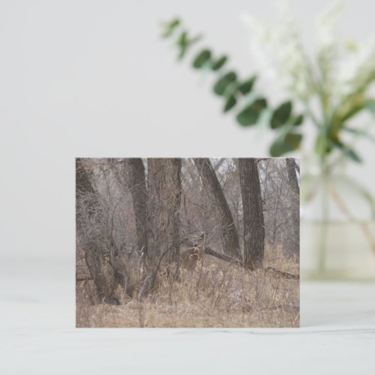 Carte Postale D1 Buck de printemps de cerf à queue blanche dans  (Debout devant)