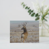 Carte Postale D20 Mule Deer Buck en neige (Debout devant)
