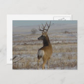 Carte Postale D20 Mule Deer Buck en neige (Devant / Derrière)