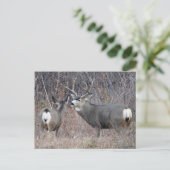 Carte Postale D29 Mule Deer Buck and Doe (Debout devant)