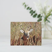 Carte Postale D31 Cerf à queue blanche dans les mauvaises herbes (Debout devant)