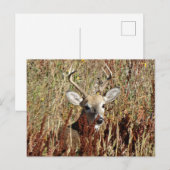 Carte Postale D31 Cerf à queue blanche dans les mauvaises herbes (Devant / Derrière)