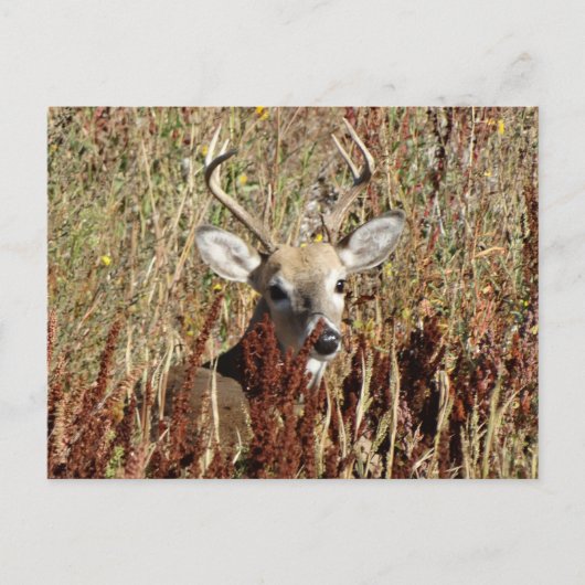 Carte Postale D31 Cerf à queue blanche dans les mauvaises herbes (Devant)
