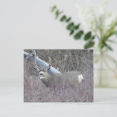 Carte Postale D32 Mule Deer Buck (Debout devant)