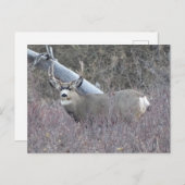 Carte Postale D32 Mule Deer Buck (Devant / Derrière)