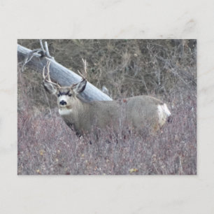 Carte Postale D32 Mule Deer Buck