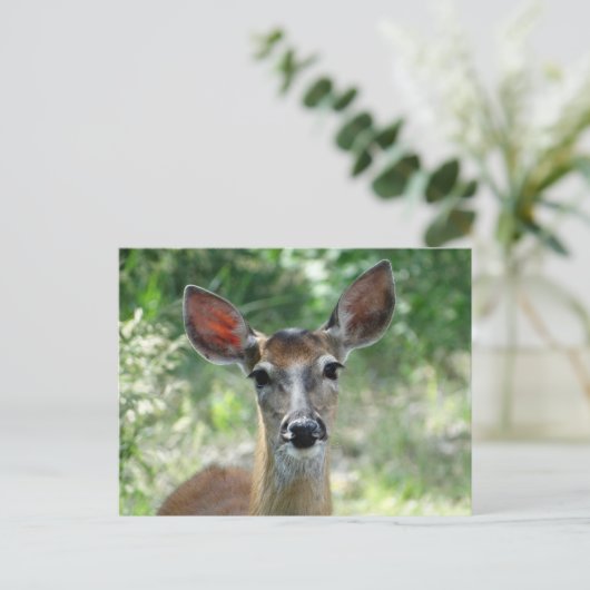 Carte Postale D33 Biche de cerf à queue blanche (Debout devant)