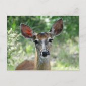 Carte Postale D33 Biche de cerf à queue blanche (Devant)