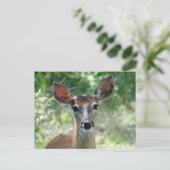 Carte Postale D33 Cerf à queue blanche femelle (Debout devant)