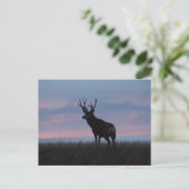 Carte Postale D3 Mule Deer Sunrise Buck (Debout devant)