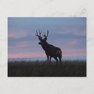 Carte Postale D3 Mule Deer Sunrise Buck