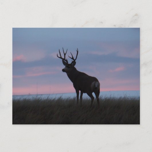 Carte Postale D3 Mule Deer Sunrise Buck (Devant)