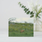 Carte Postale D5 Mule Deer Doe et Fawn (Debout devant)