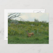 Carte Postale D5 Mule Deer Doe et Fawn (Devant / Derrière)