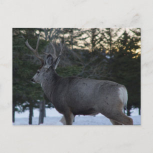 Carte Postale D8 Mule Deer Buck