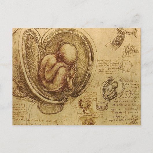 Carte Postale da Vinci - Croquis Embryo (Devant)