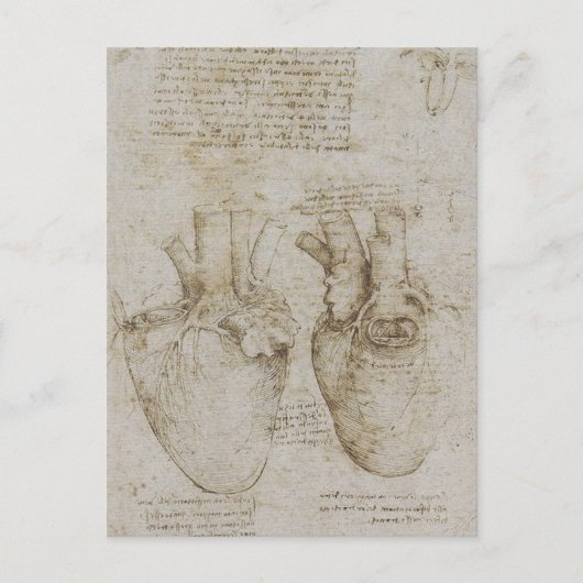 Carte Postale Da Vinci : des croquis d'anatomie du coeur humain (Devant)