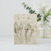 Carte Postale Da Vinci : Skeleton humain Anatomy Sketches (Debout devant)