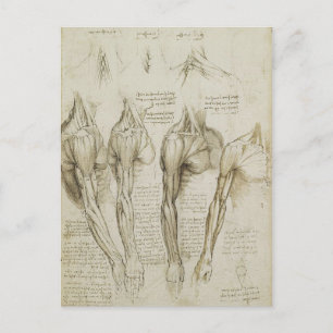 Carte Postale Da Vinci : Skeleton humain Anatomy Sketches