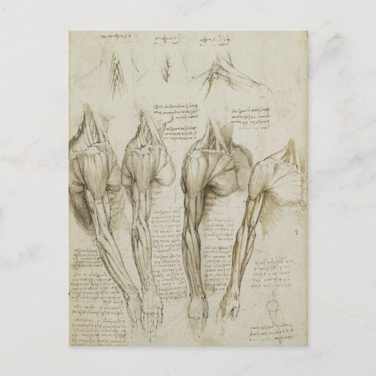 Carte Postale Da Vinci : Skeleton humain Anatomy Sketches (Devant)