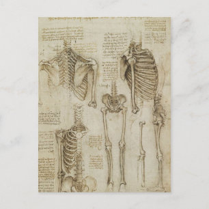 Carte Postale Da Vinci : Skeleton humain Anatomy Sketches