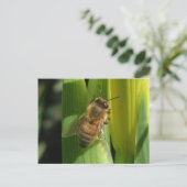 Carte postale d'abeille à fleurs blanches (Debout devant)