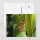 Carte postale d'abeille à fleurs blanches (Devant / Derrière)