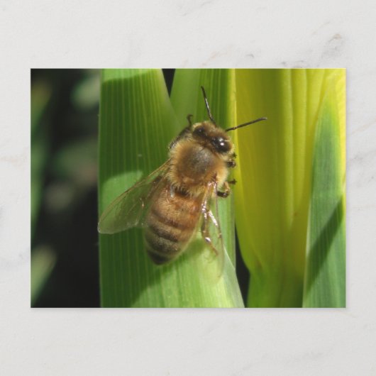 Carte postale d'abeille à fleurs blanches (Devant)